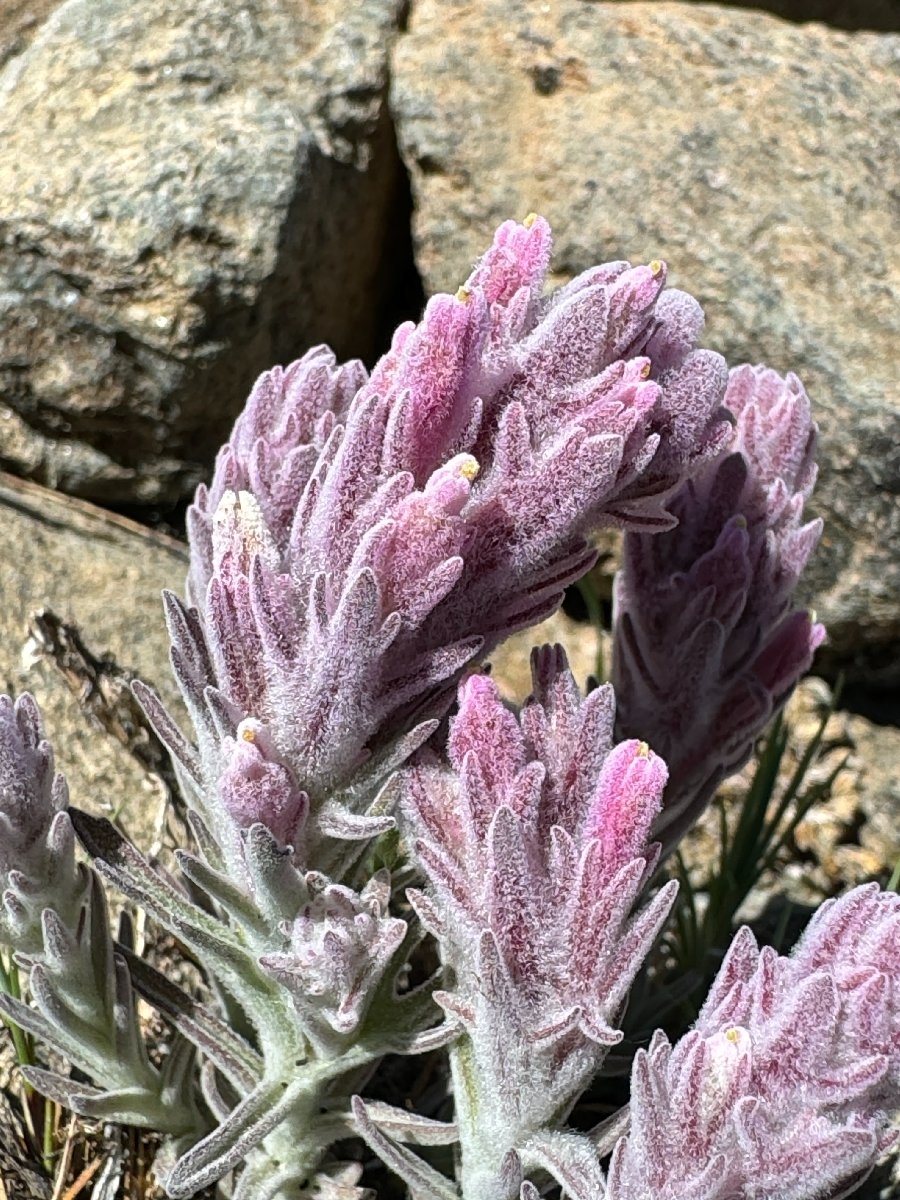 Castilleja schizotricha