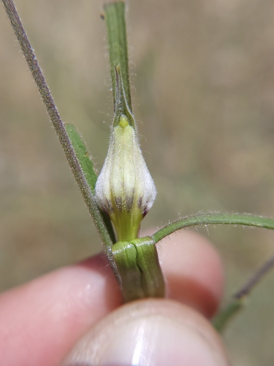 Cordylanthus pilosus ssp. pilosus