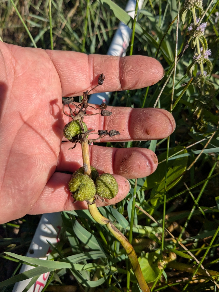 Sagittaria cuneata