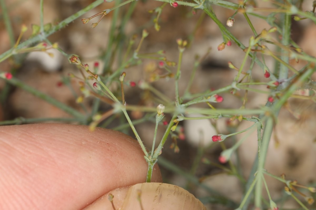 Eriogonum parishii