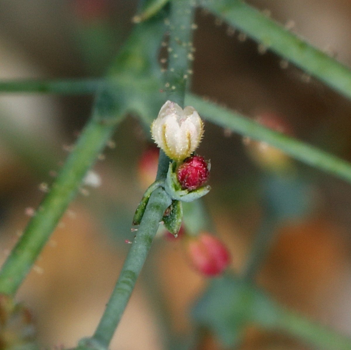 Eriogonum parishii