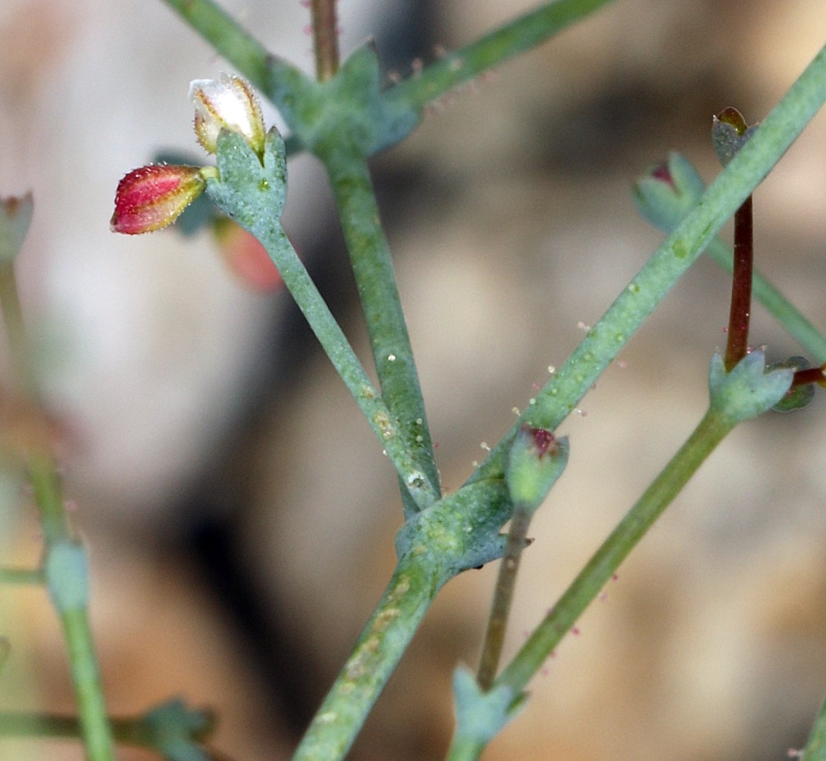 Eriogonum parishii