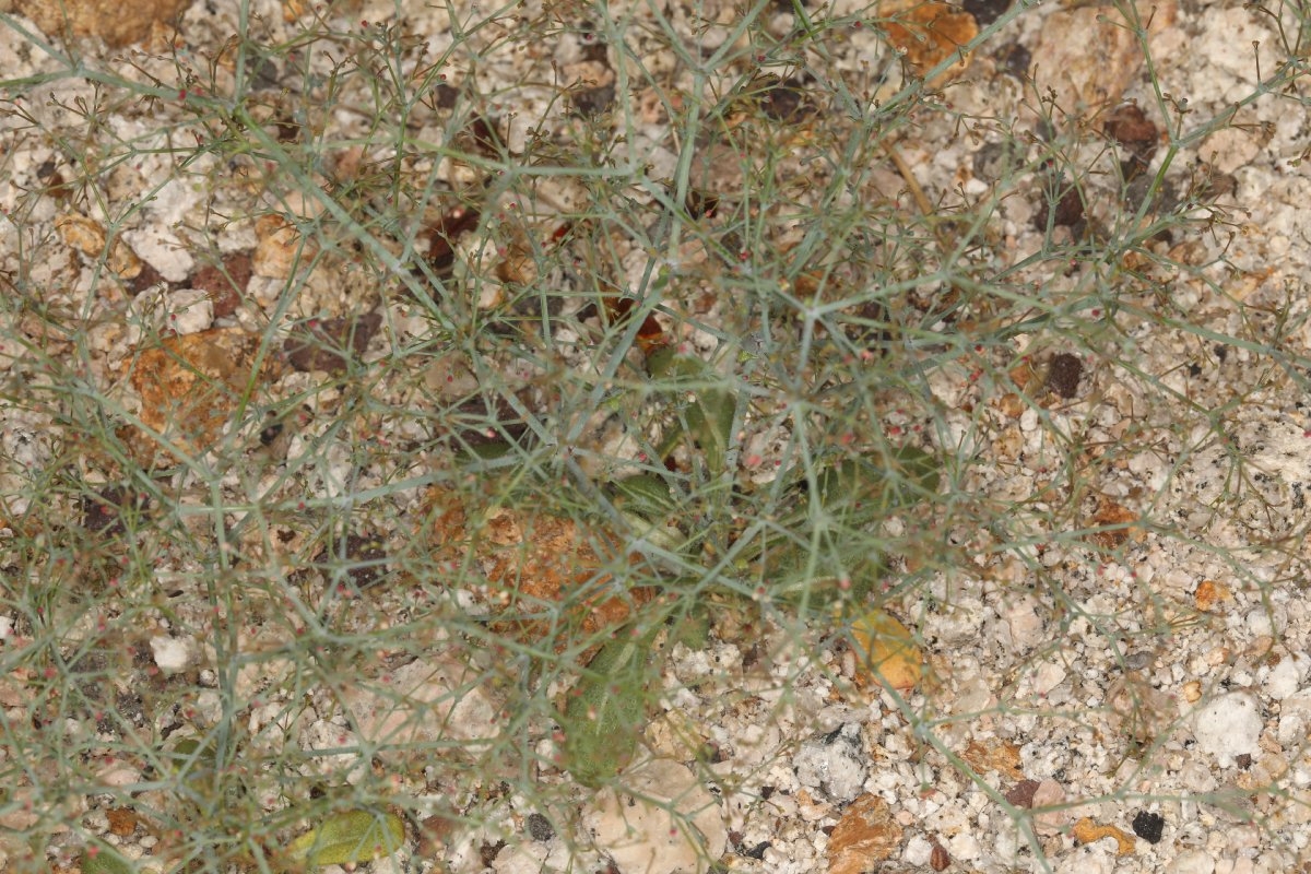 Eriogonum parishii