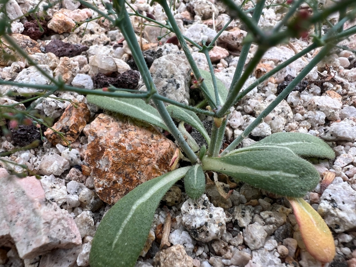 Eriogonum parishii