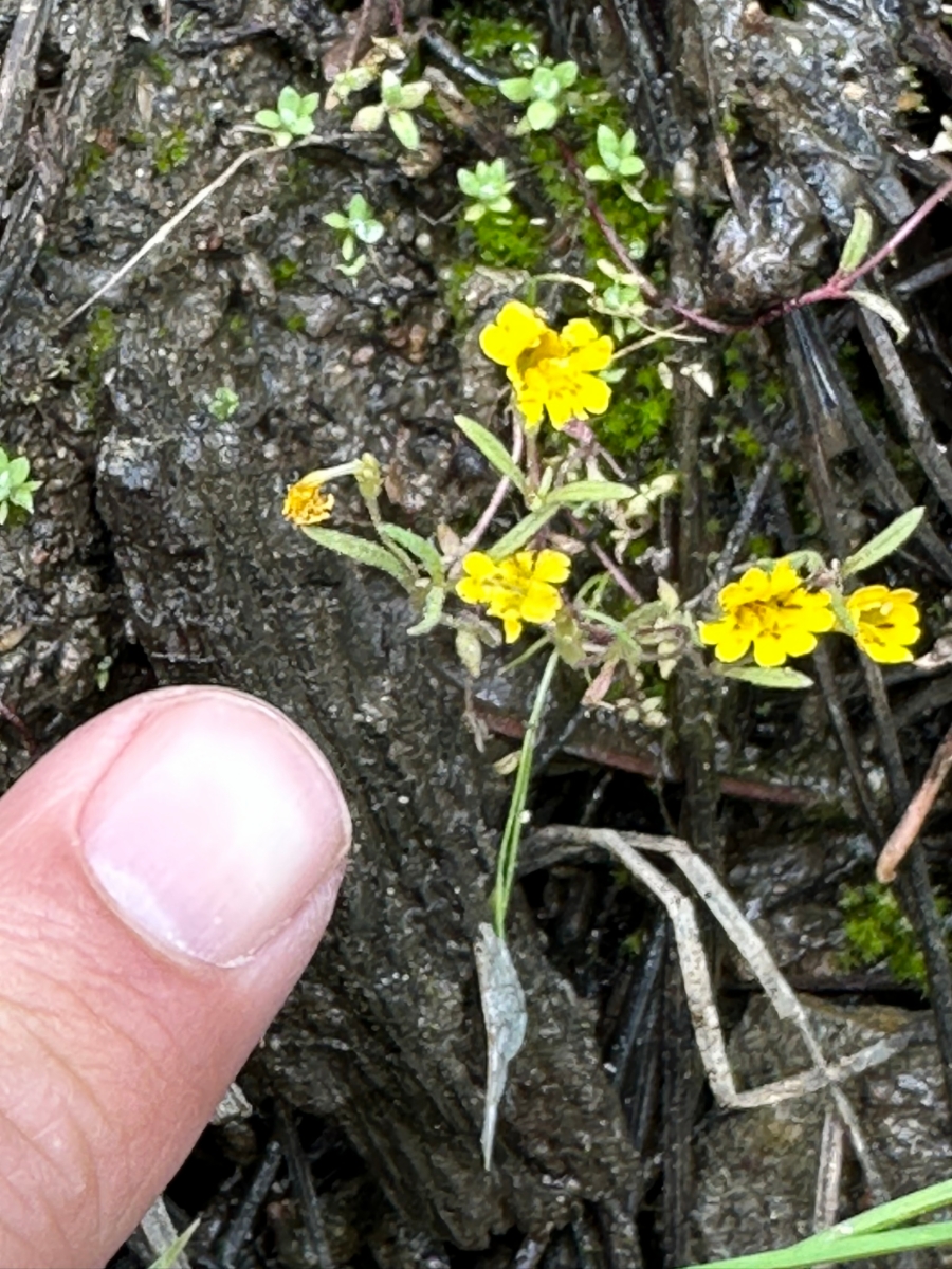 Erythranthe discolor