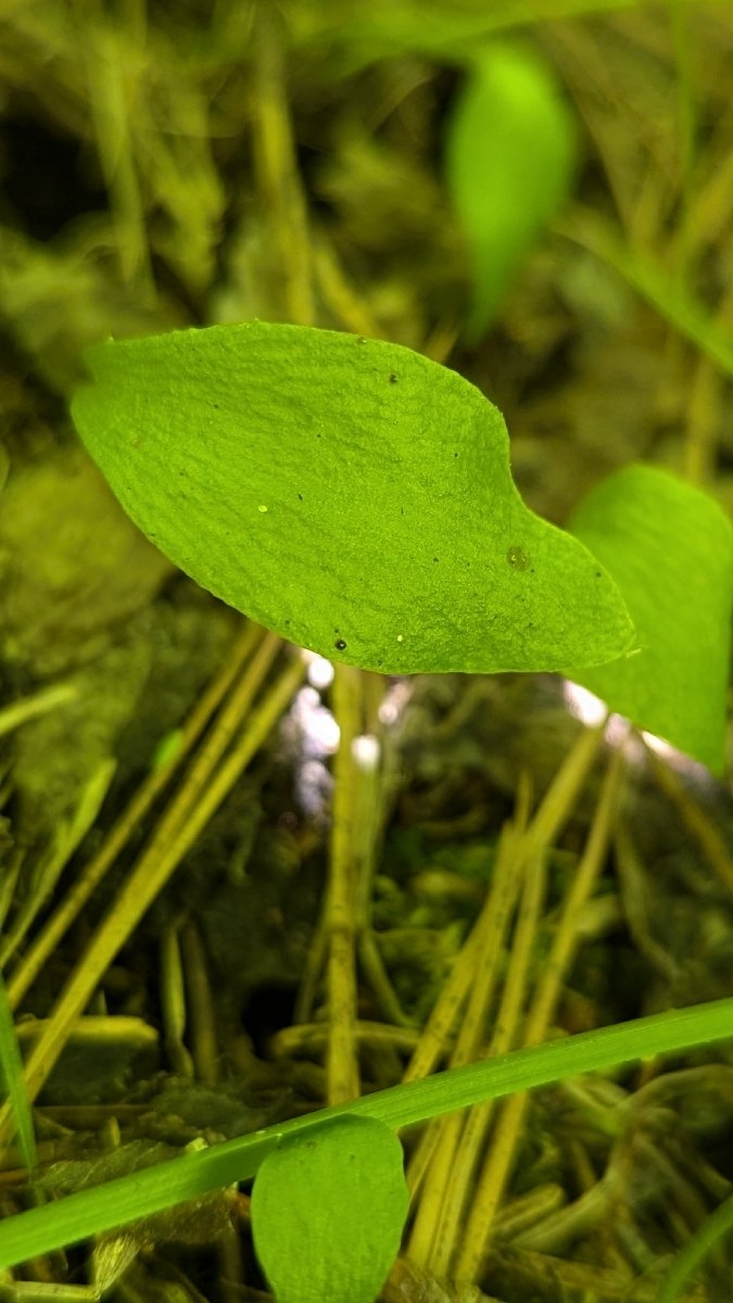 Ophioglossum pusillum