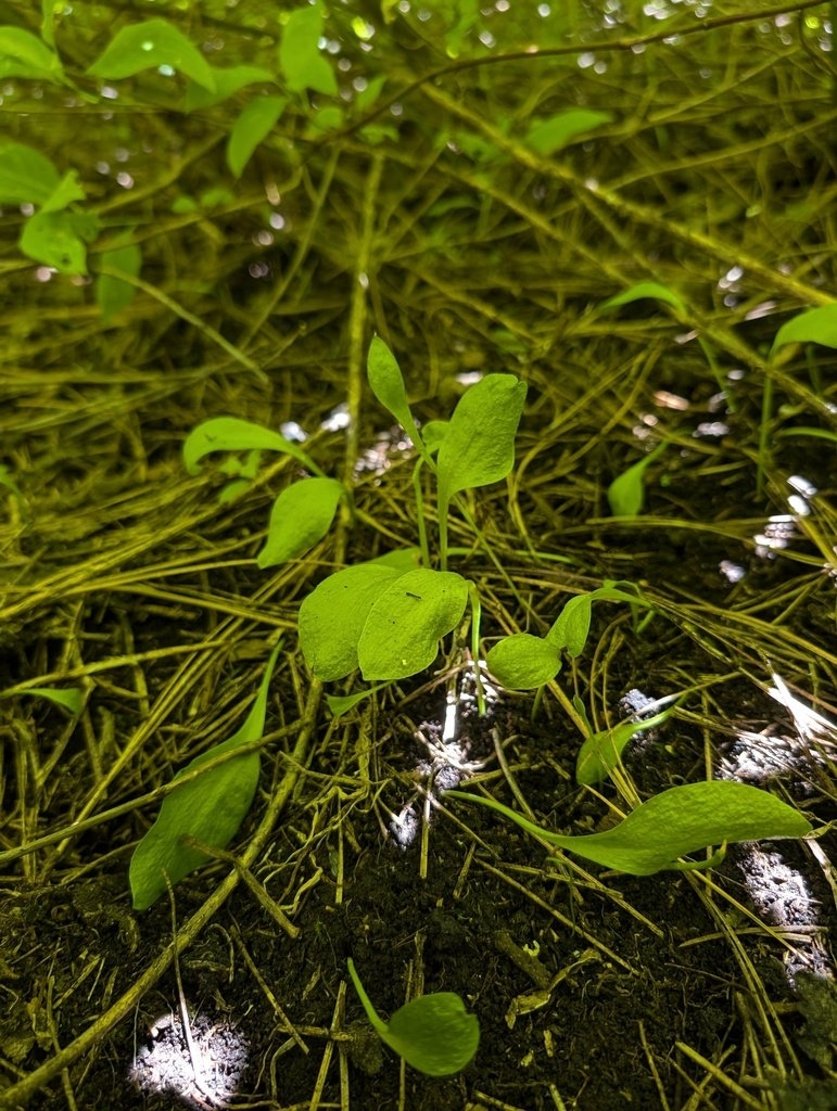 Ophioglossum pusillum