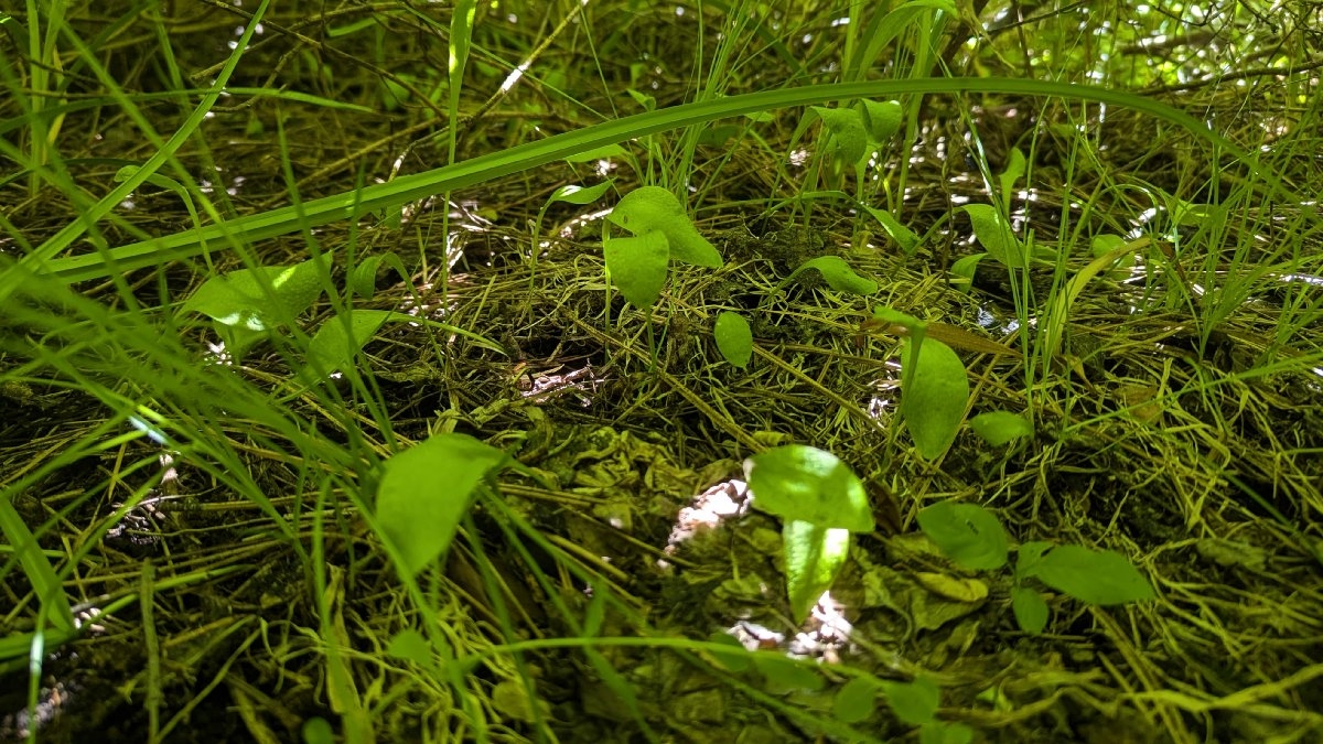 Ophioglossum pusillum