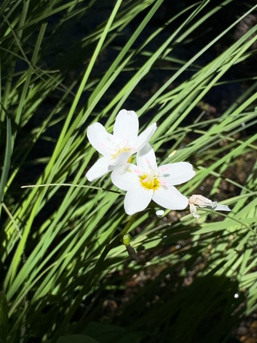 Claytonia cordifolia