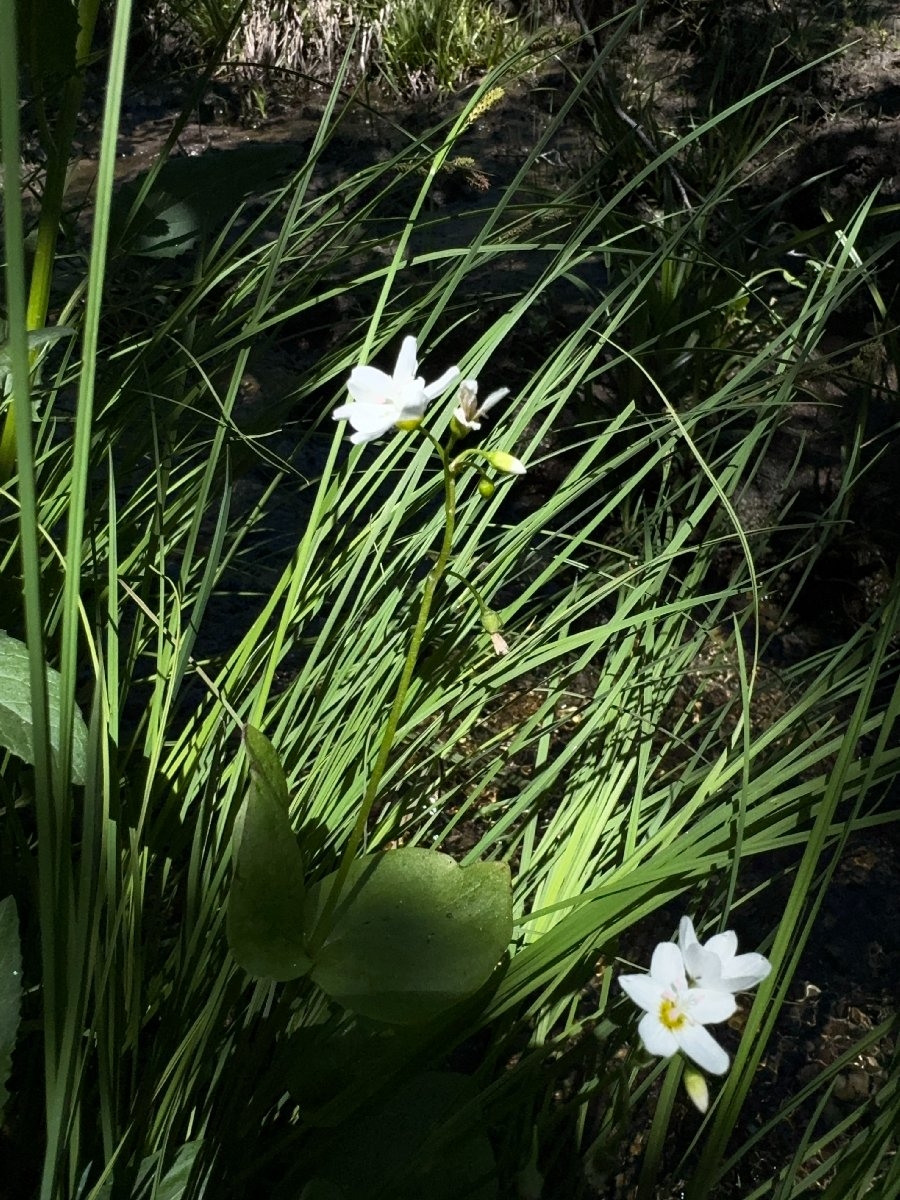 Claytonia cordifolia