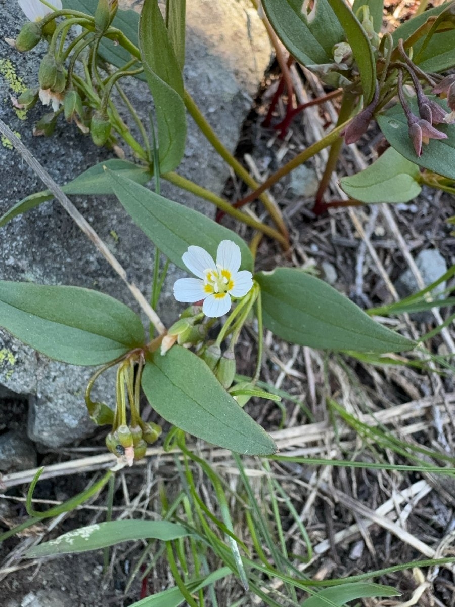 Claytonia lanceolata