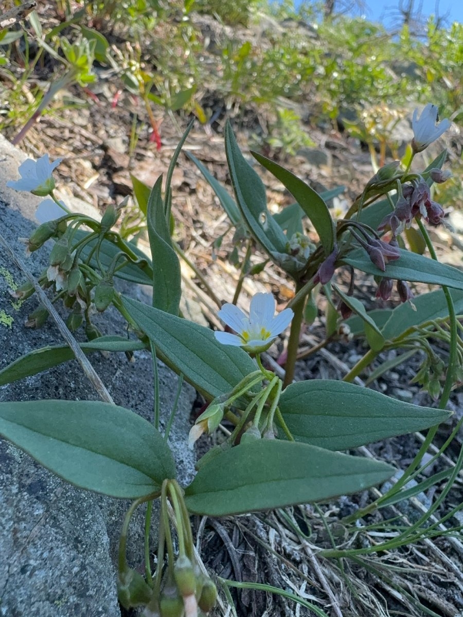 Claytonia lanceolata