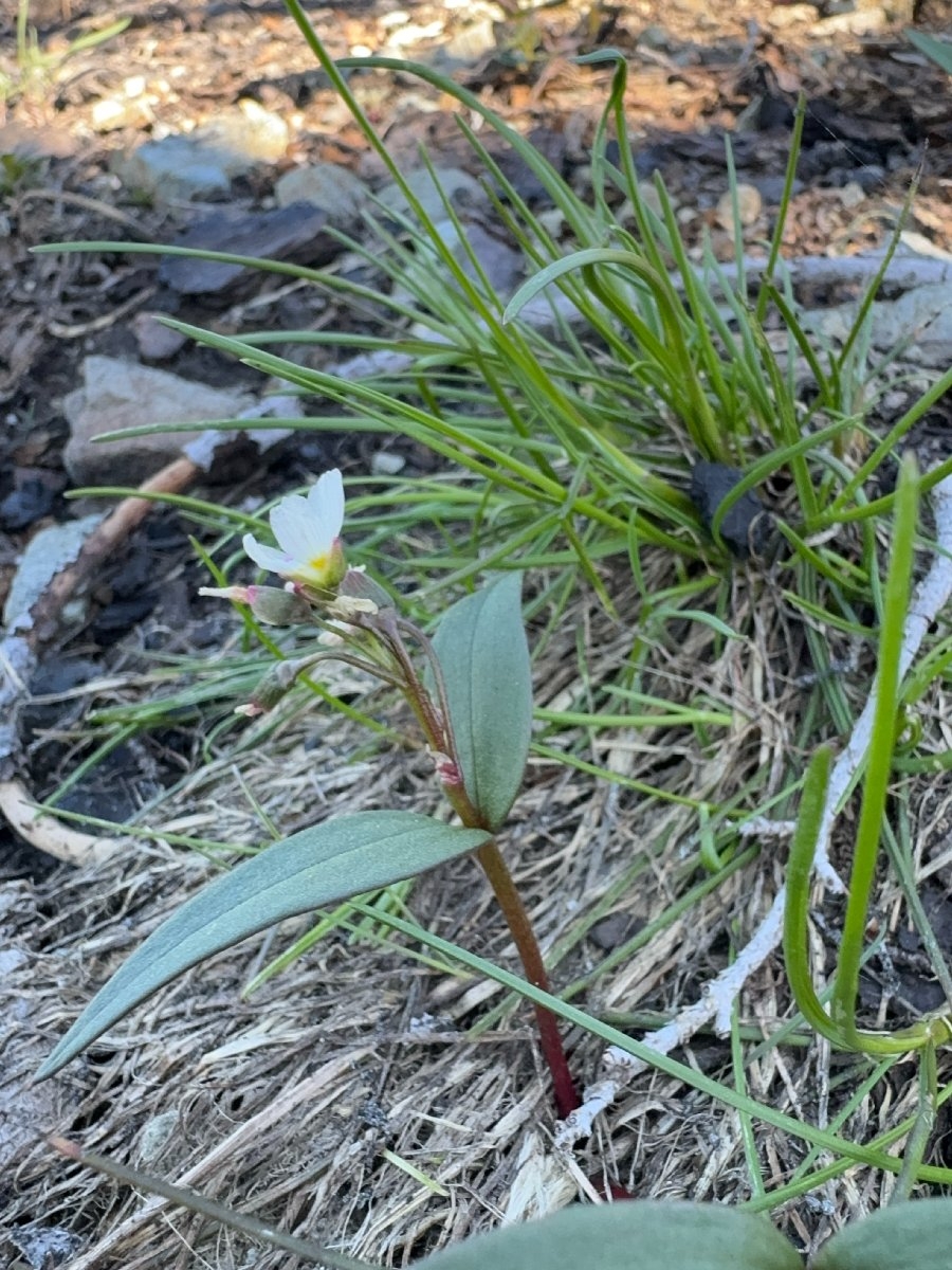 Claytonia lanceolata