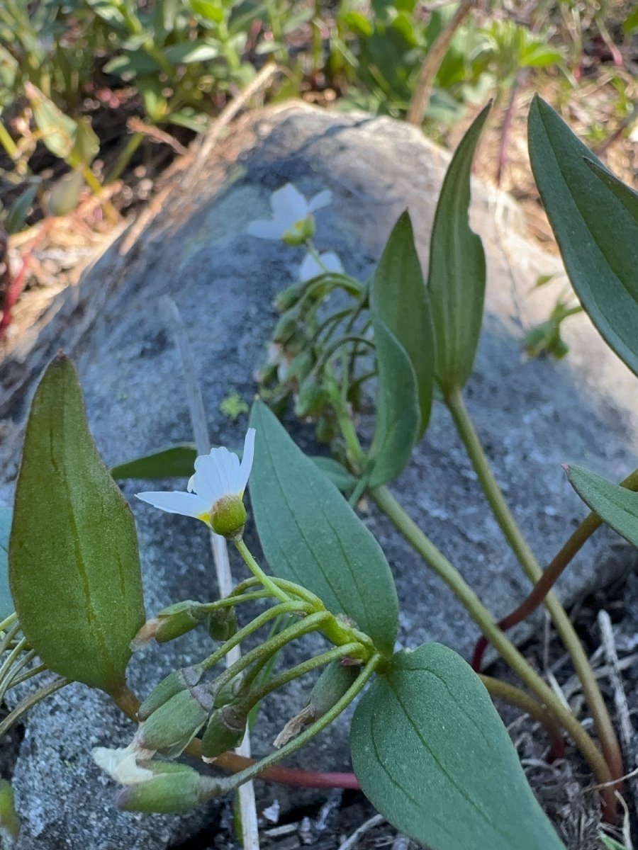 Claytonia lanceolata