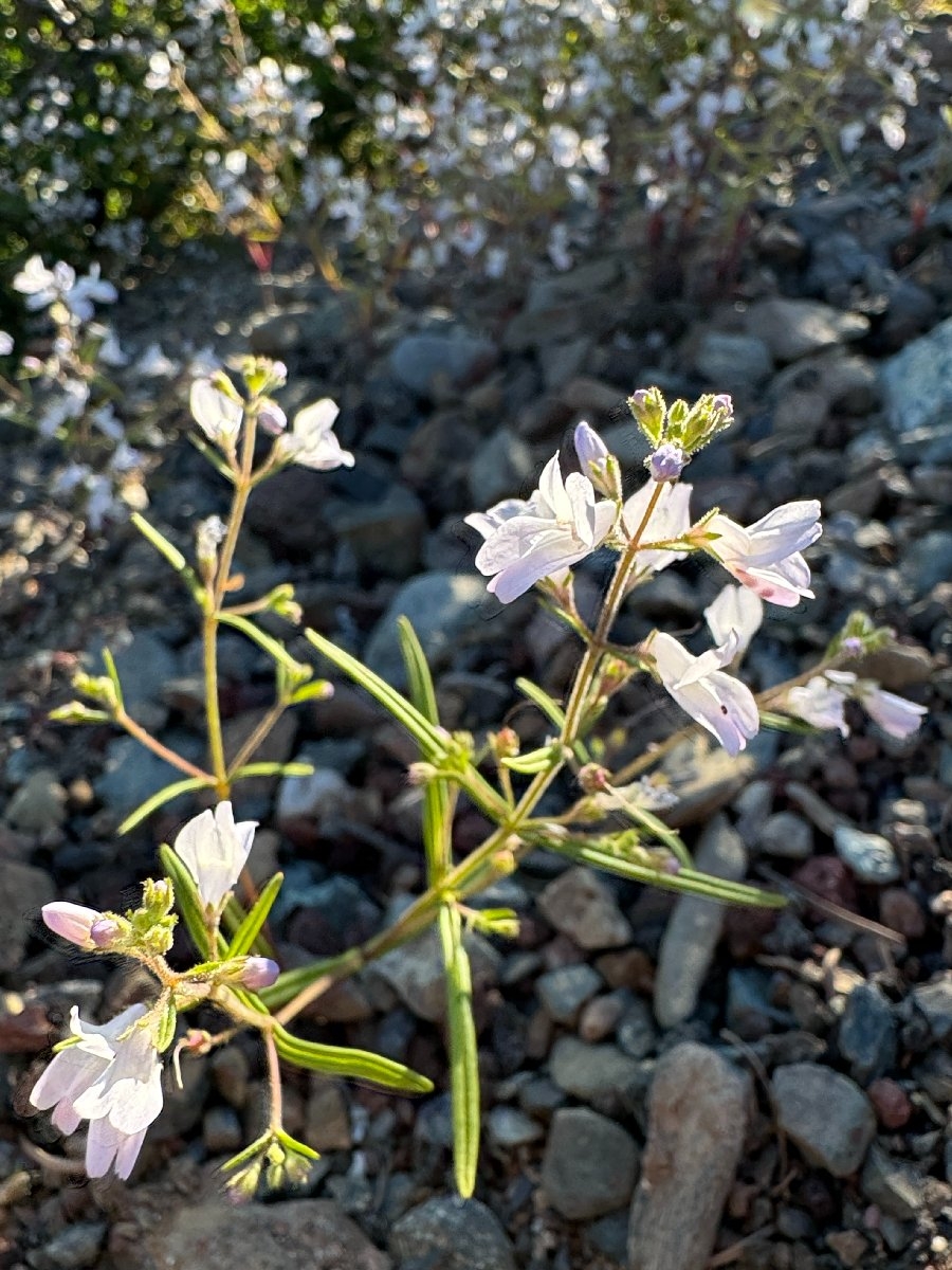 Collinsia linearis