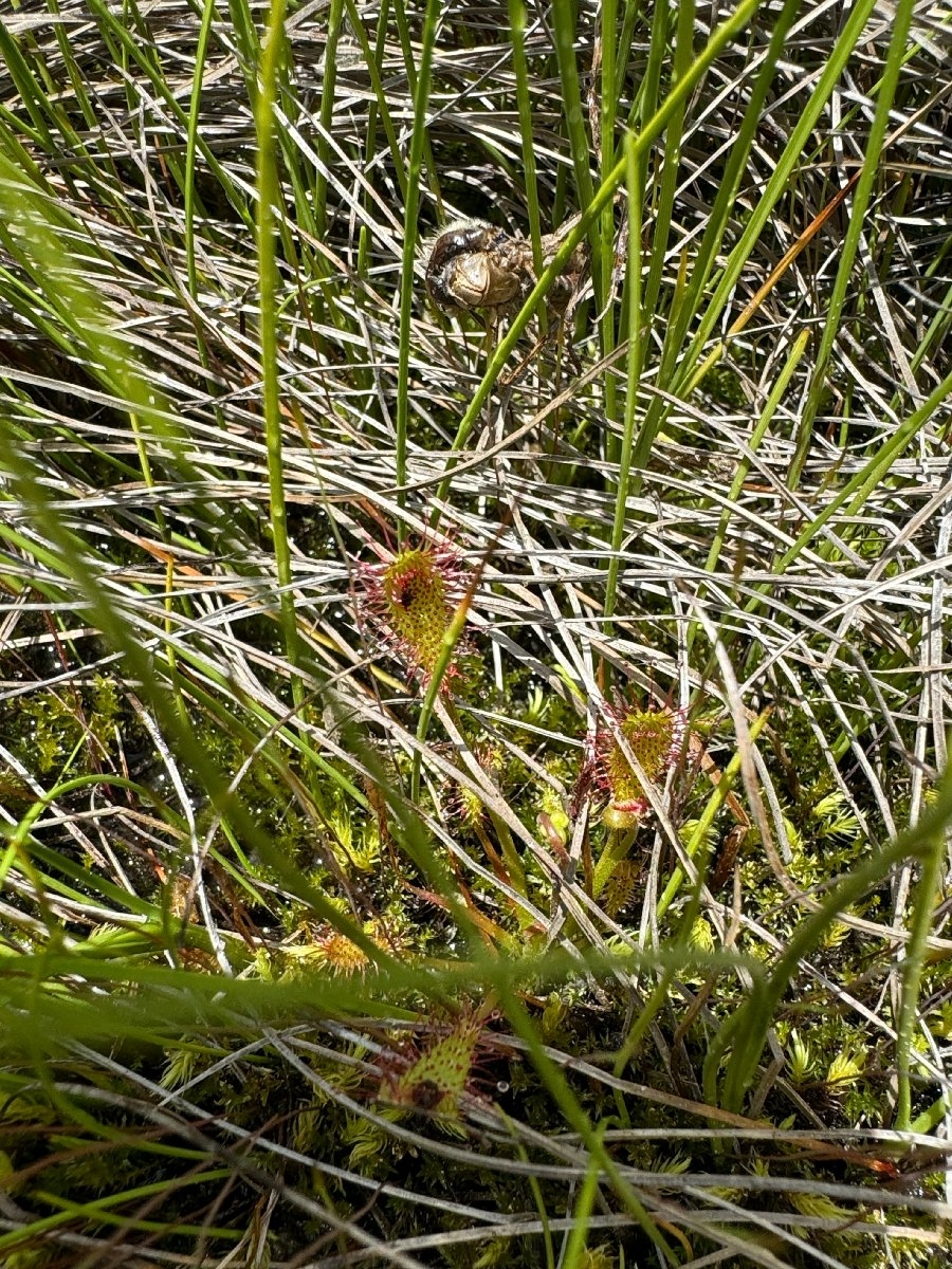 Drosera anglica