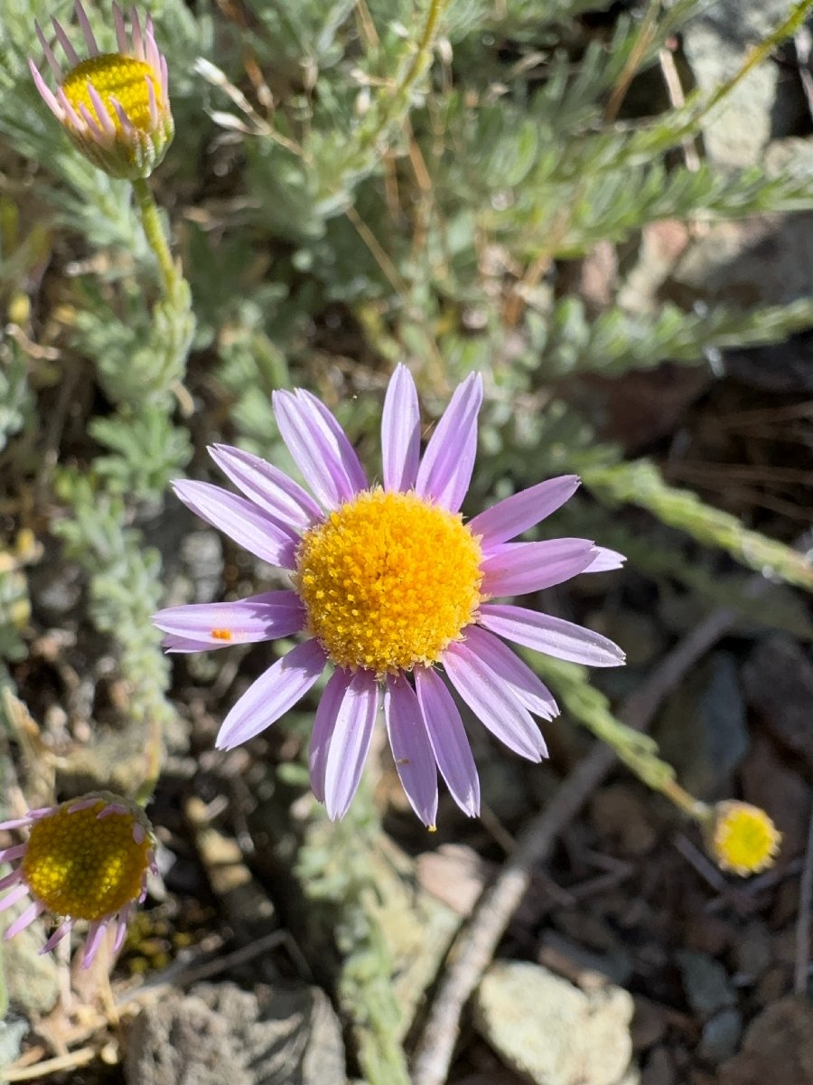 Erigeron klamathensis