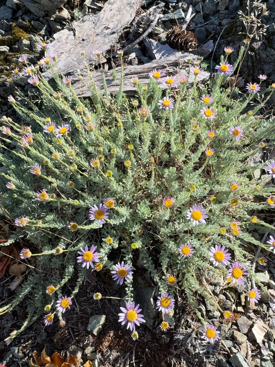 Erigeron klamathensis