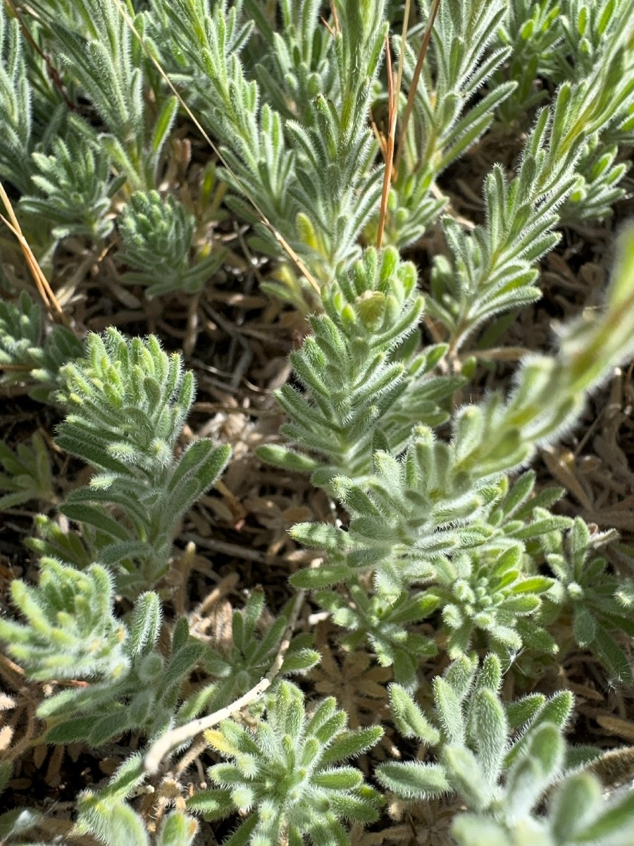 Erigeron klamathensis