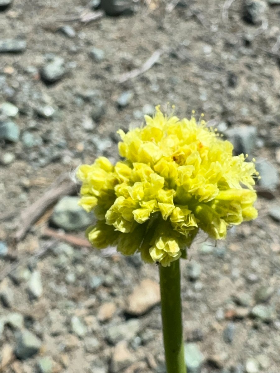 Eriogonum hirtellum