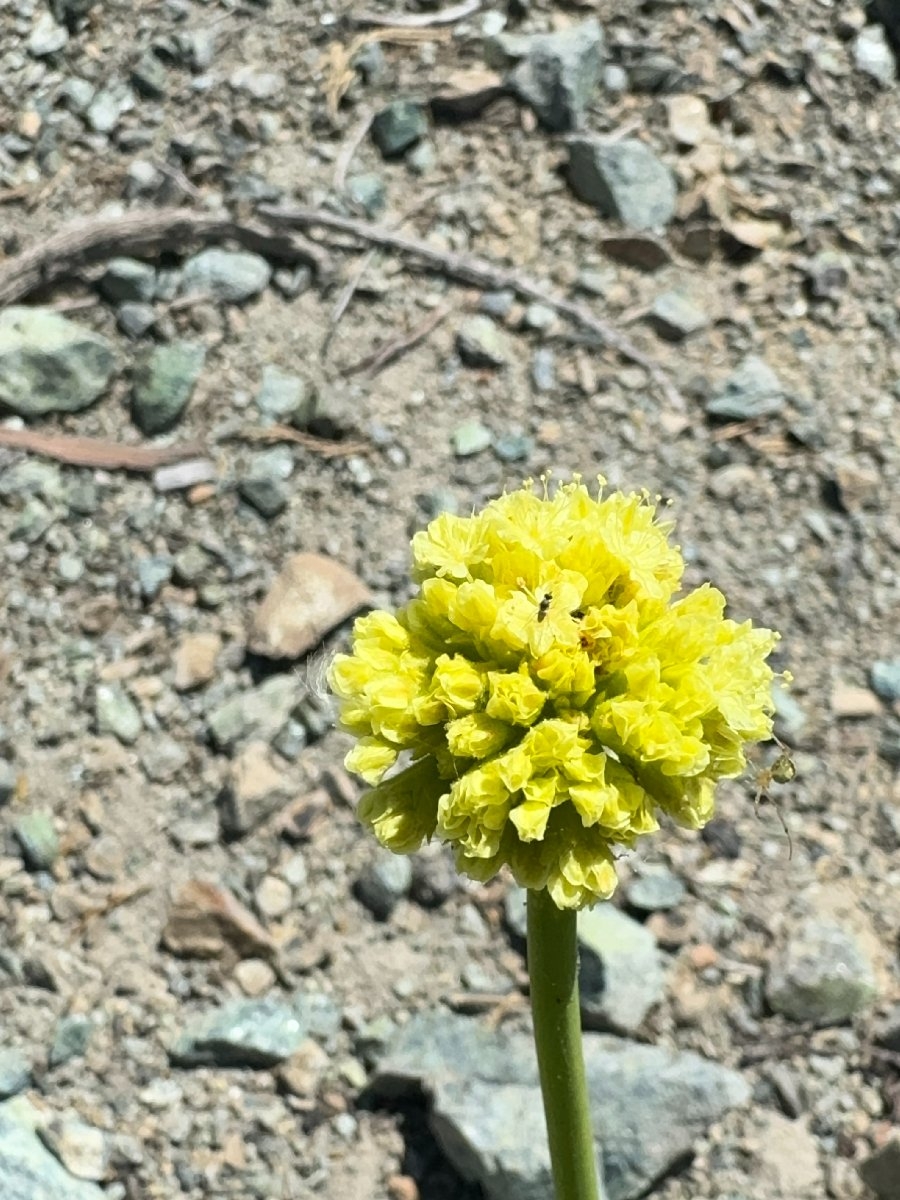 Eriogonum hirtellum