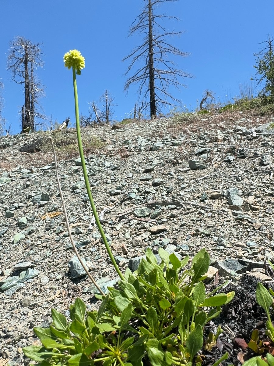 Eriogonum hirtellum