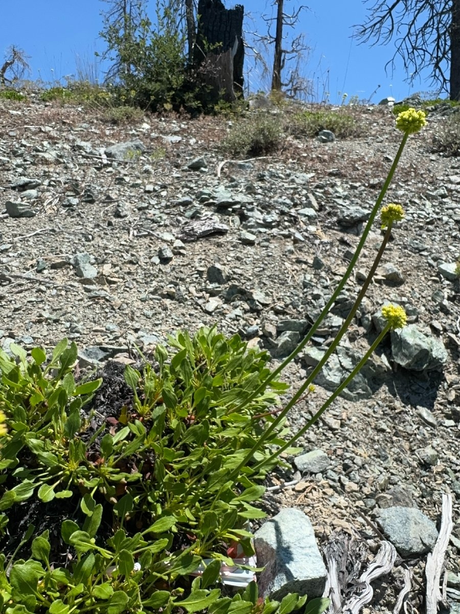 Eriogonum hirtellum