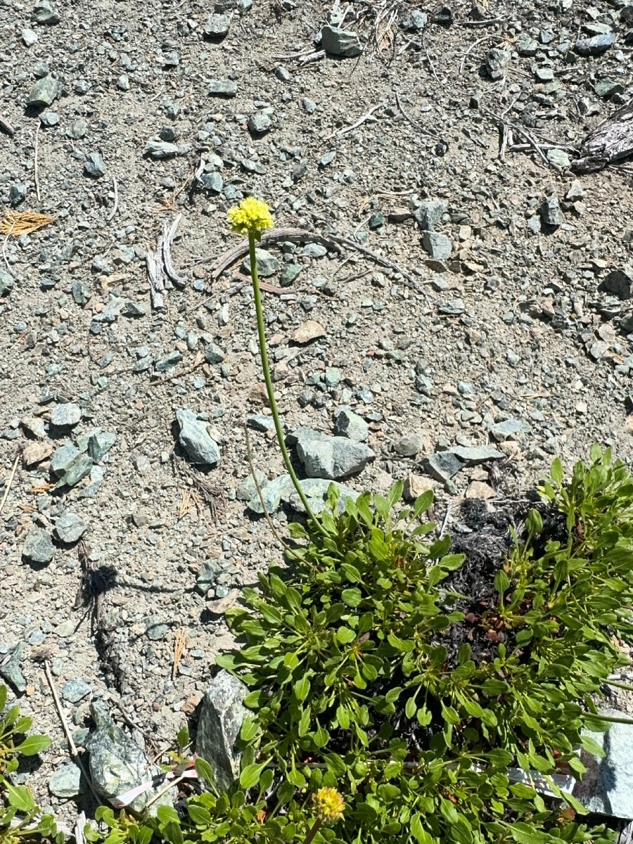 Eriogonum hirtellum