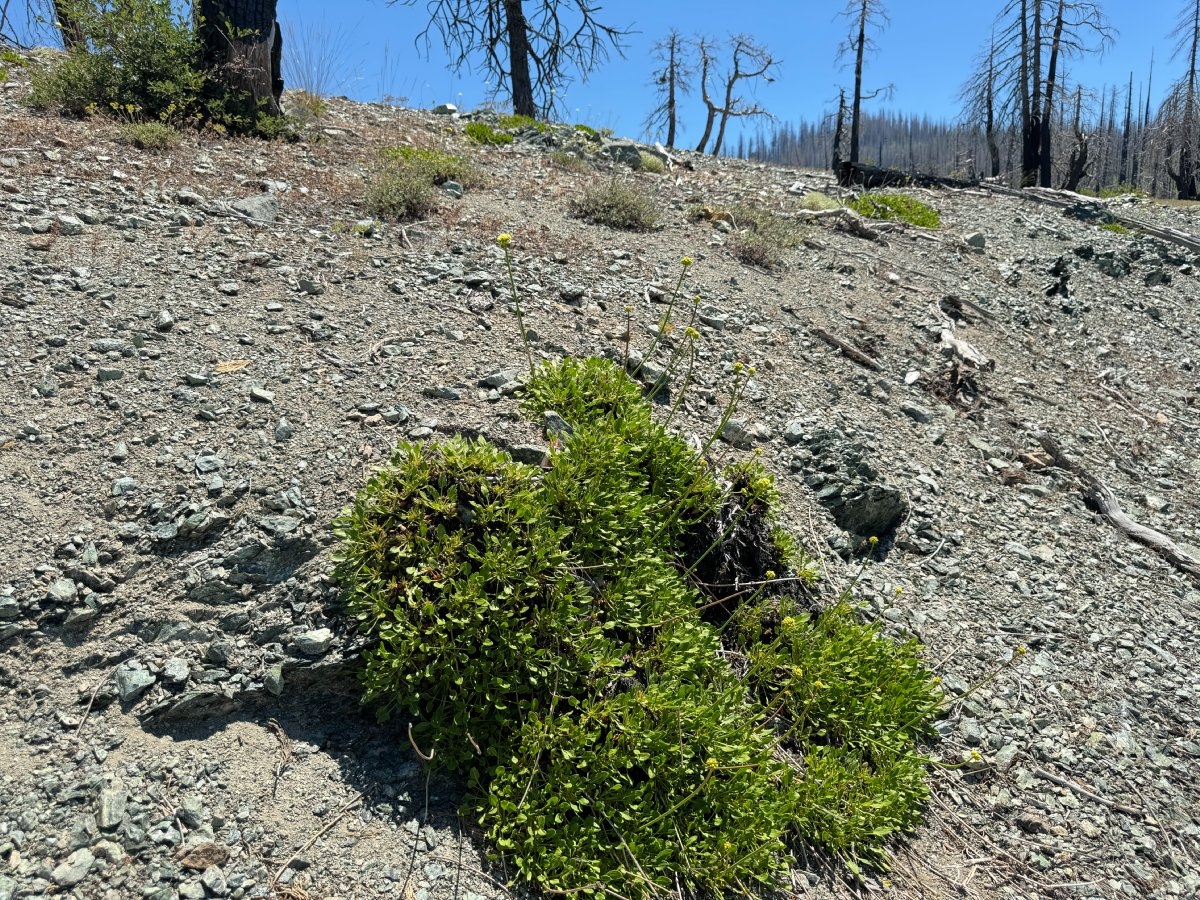 Eriogonum hirtellum