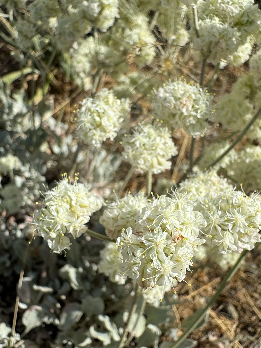 Eriogonum strictum var. greenei