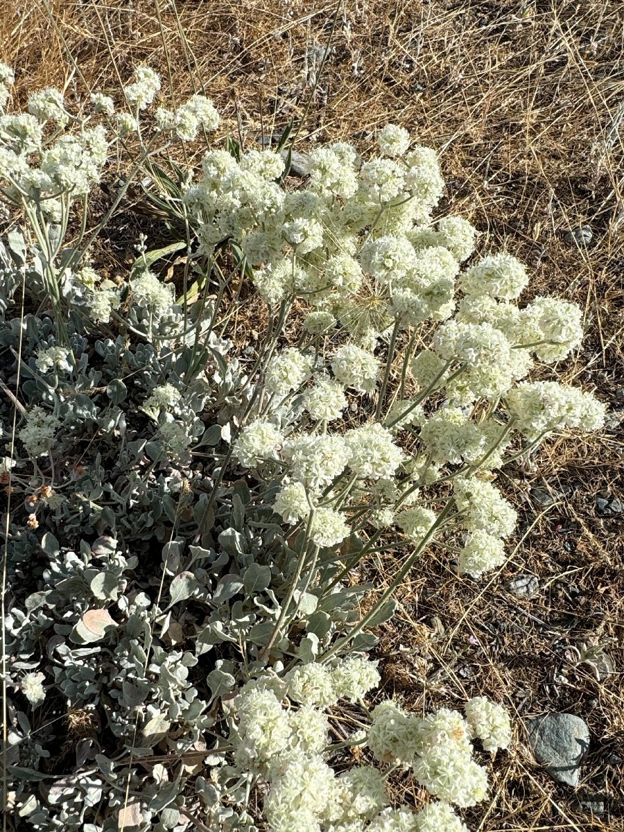 Eriogonum strictum var. greenei