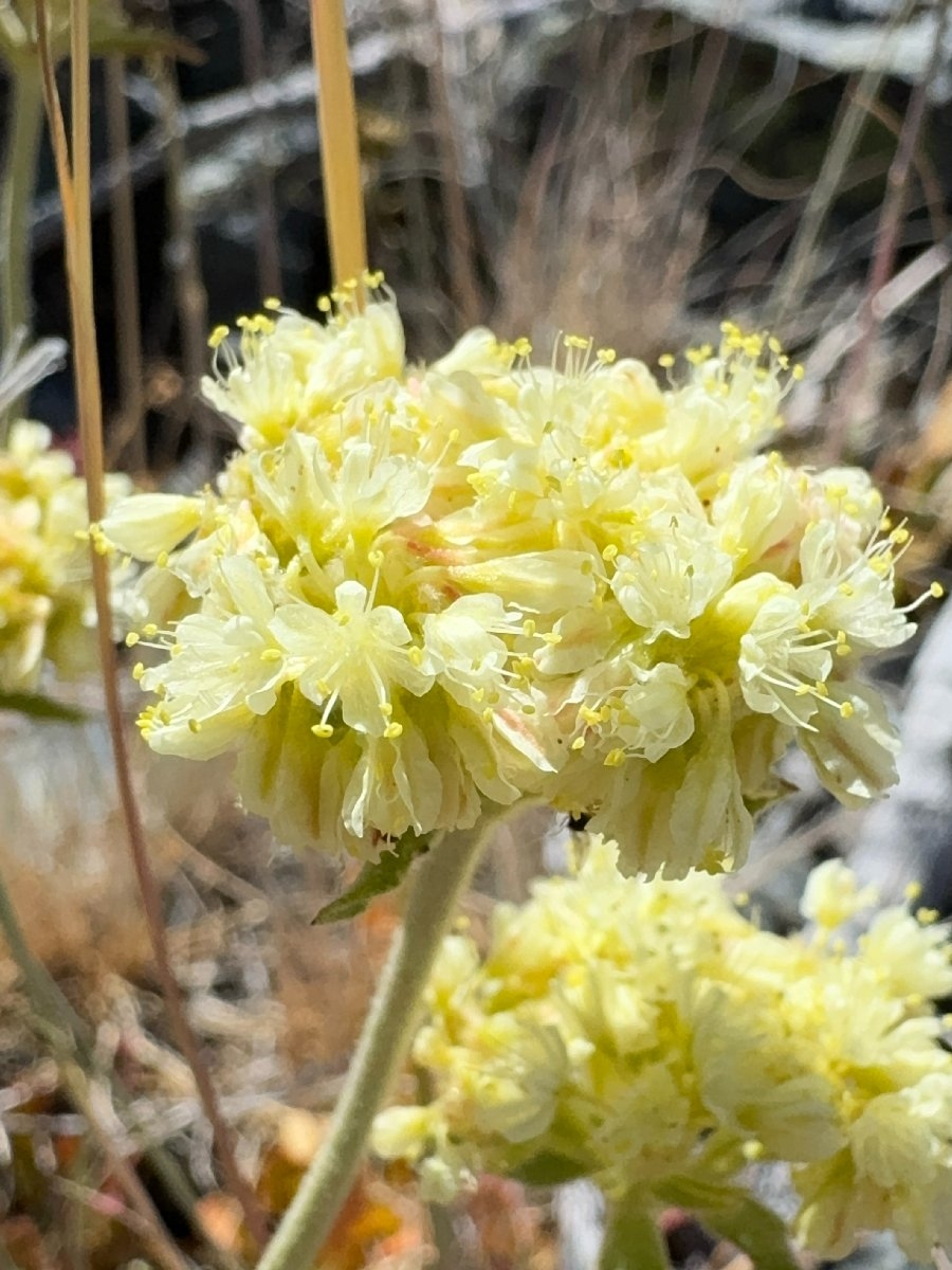 Eriogonum ursinum var. erubescens