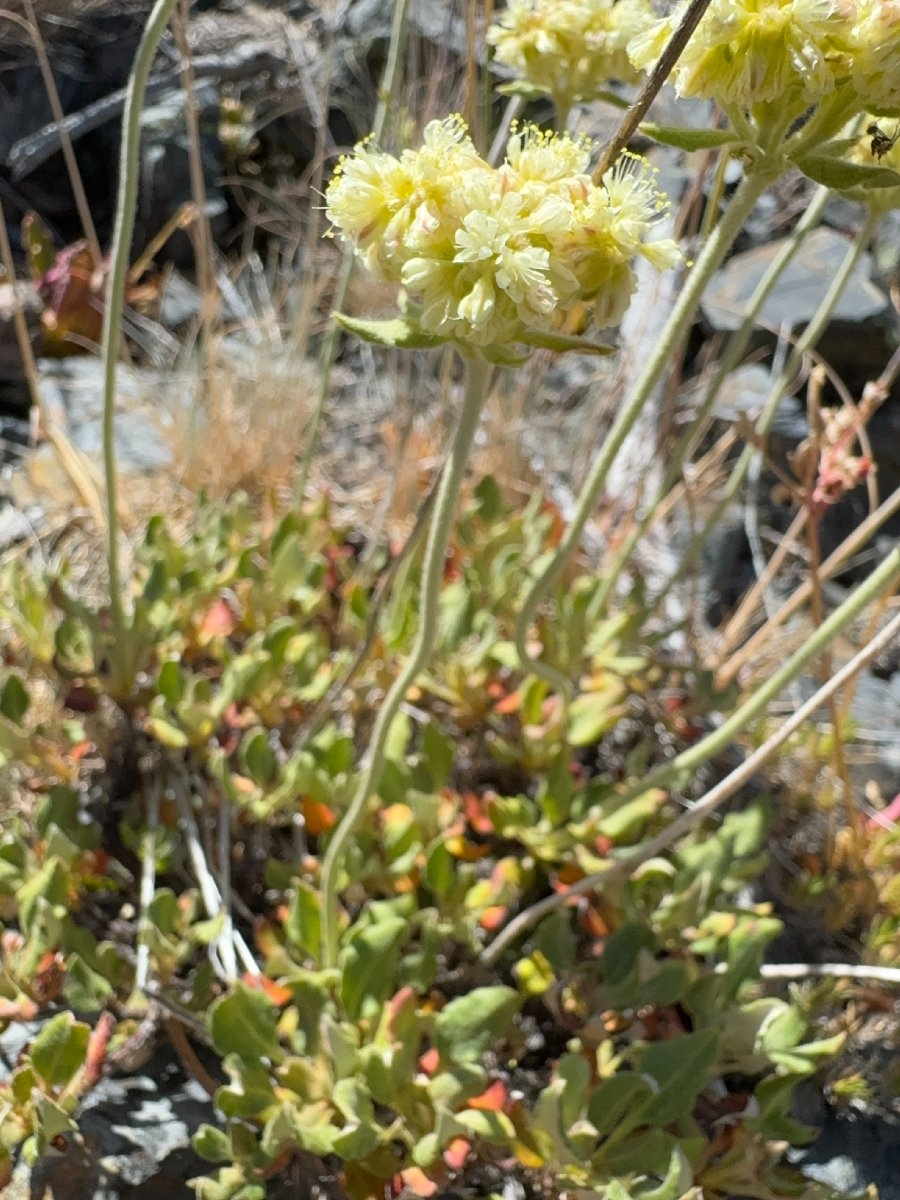 Eriogonum ursinum var. erubescens