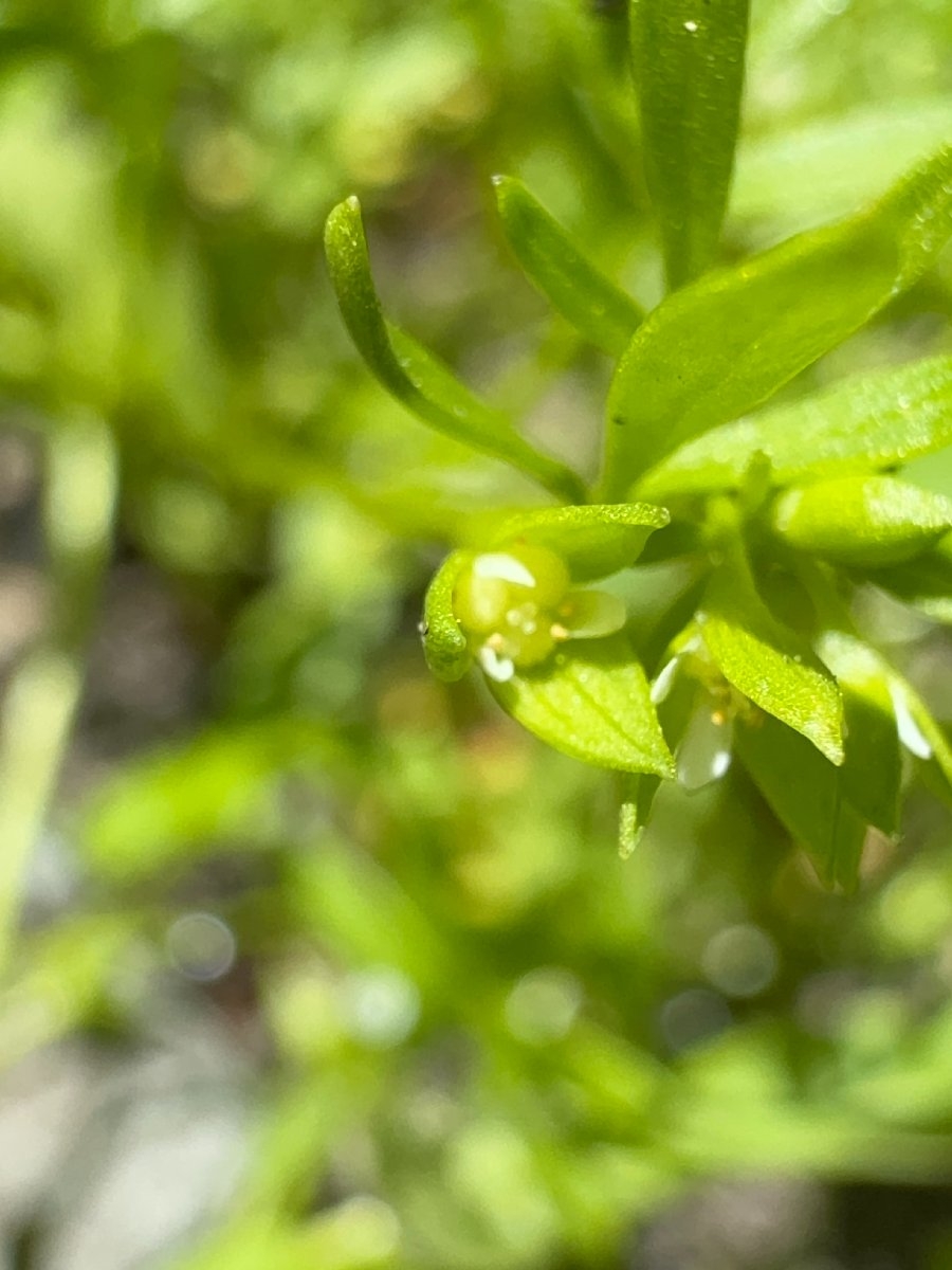 Floerkea proserpinacoides