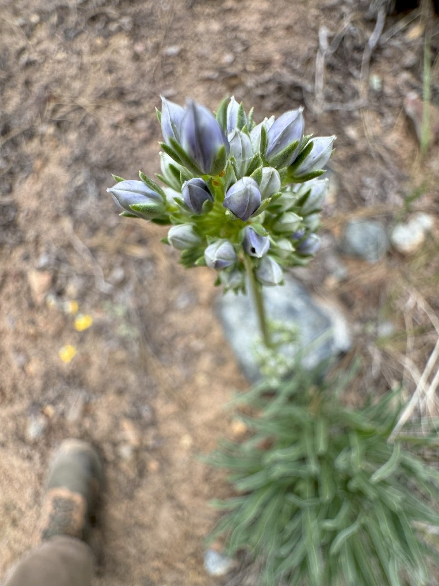 Frasera albicaulis var. nitida