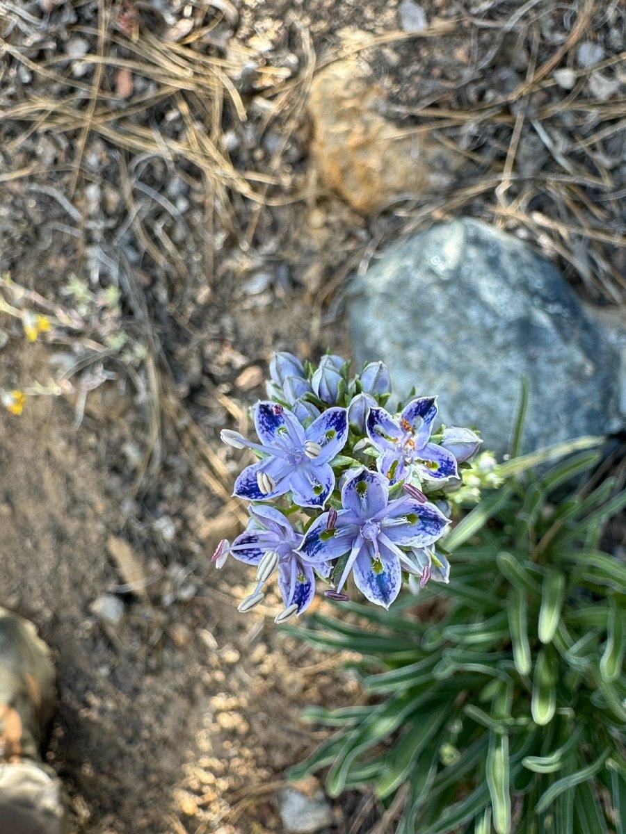 Frasera albicaulis var. nitida