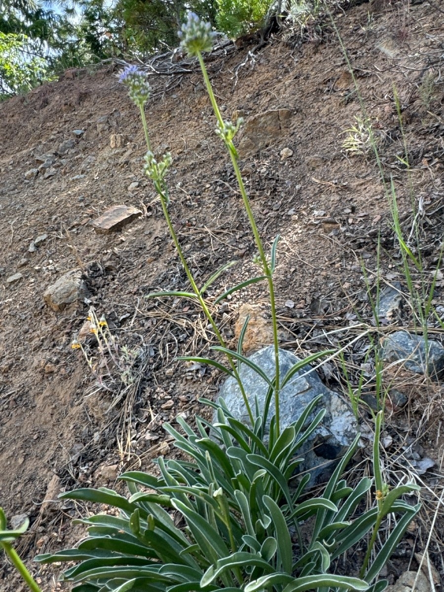 Frasera albicaulis var. nitida