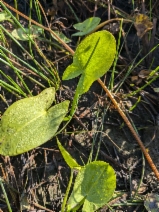 Sagittaria cuneata