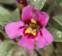 Mimulus mephiticus