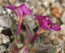 Mimulus mephiticus