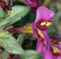 Mimulus mephiticus