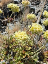 Eriogonum ursinum var. erubescens