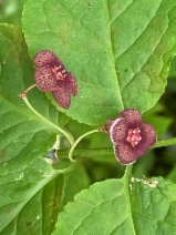 Euonymus occidentalis var. occidentalis