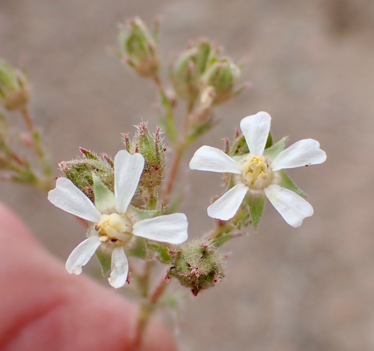 Horkelia hispidula