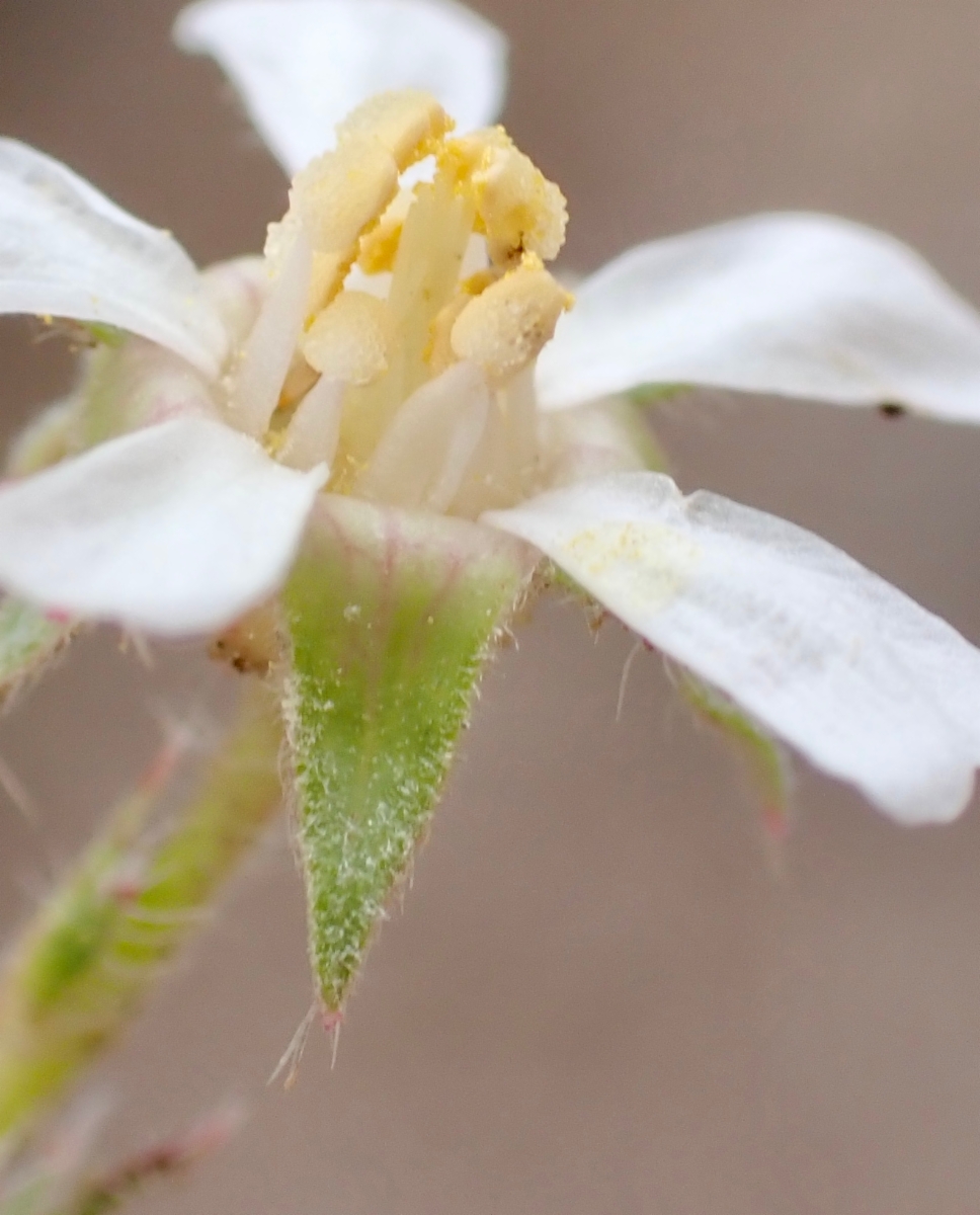 Horkelia hispidula