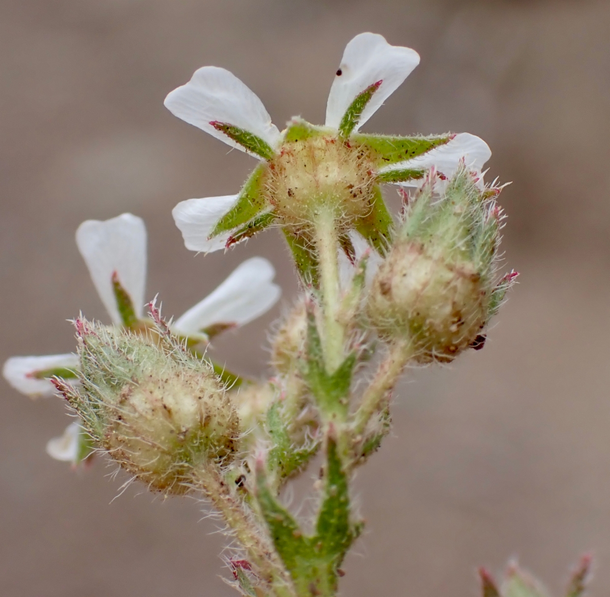 Horkelia hispidula