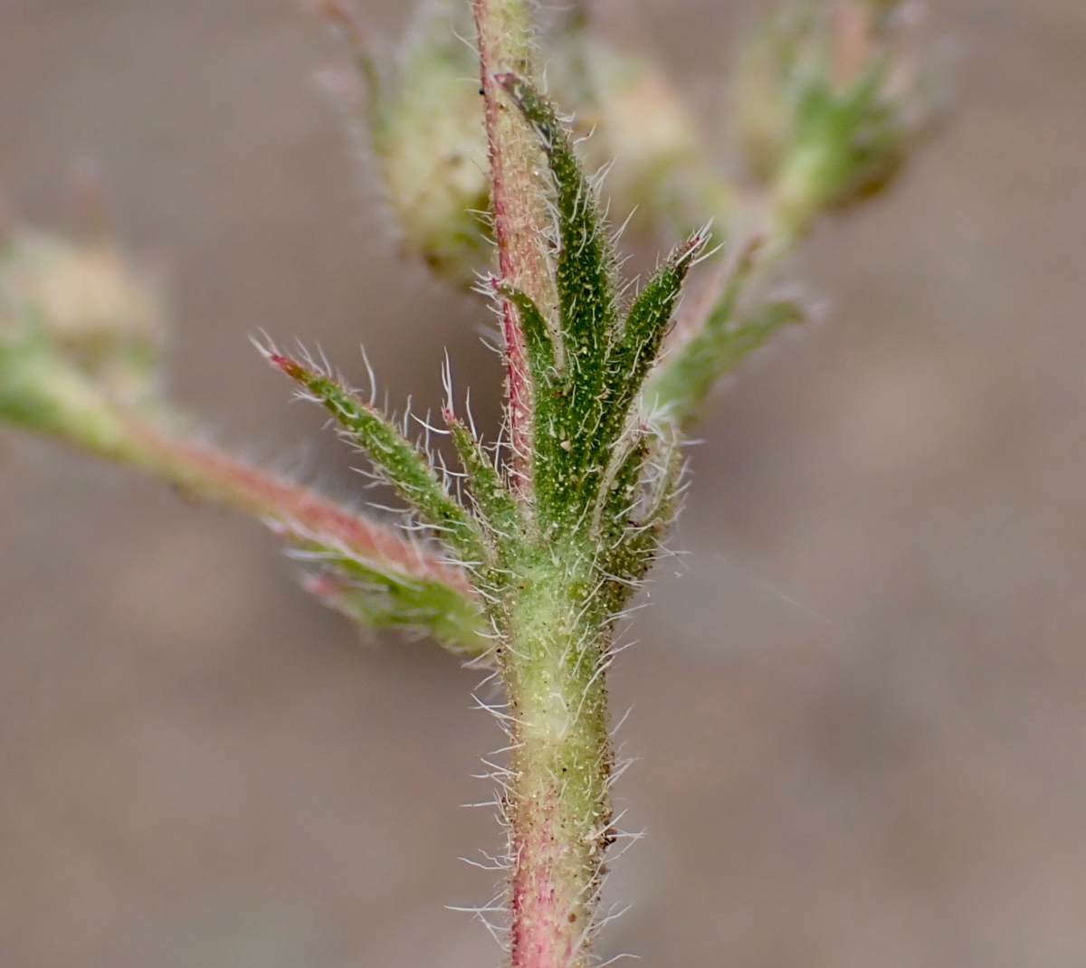 Horkelia hispidula