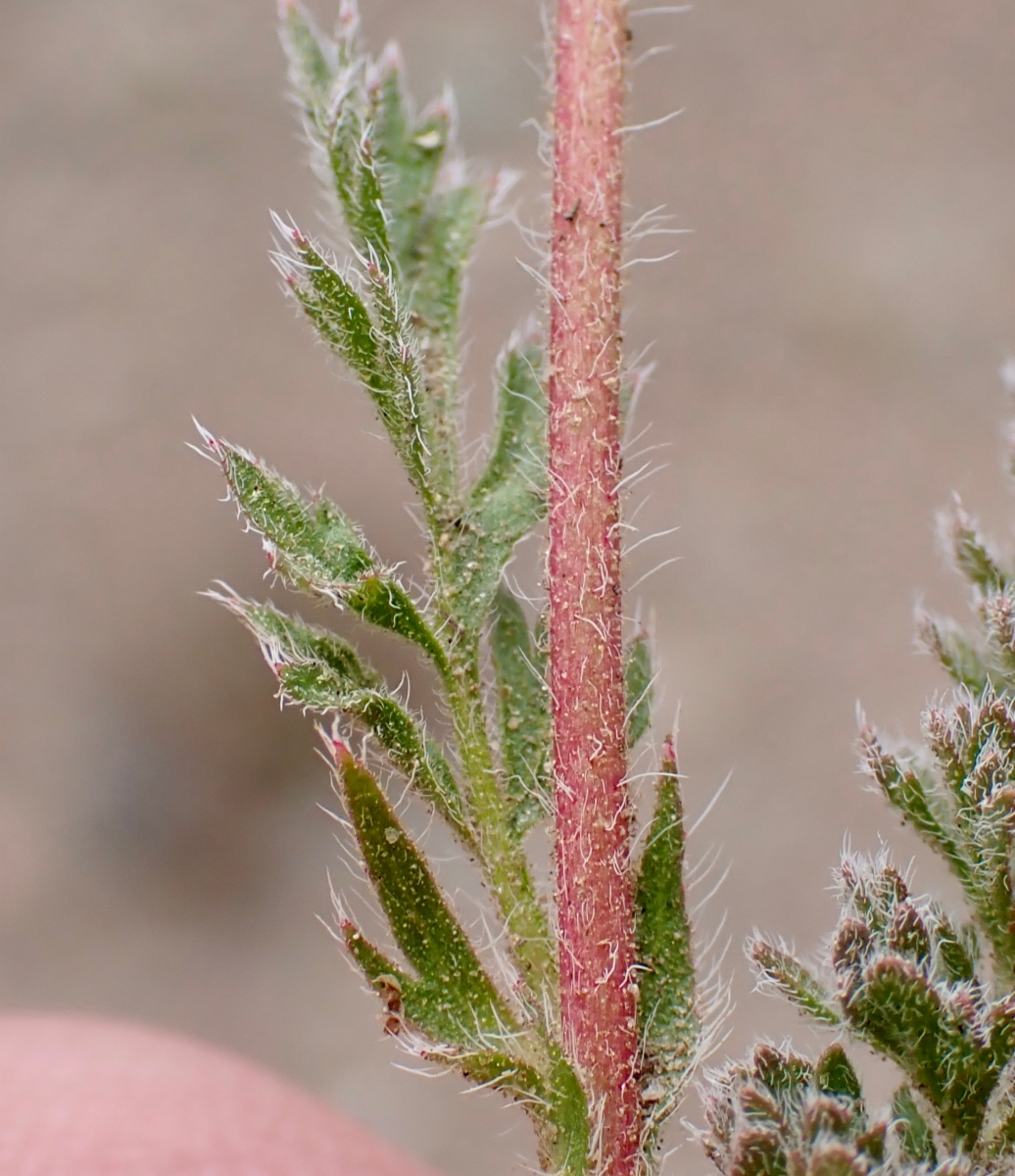 Horkelia hispidula