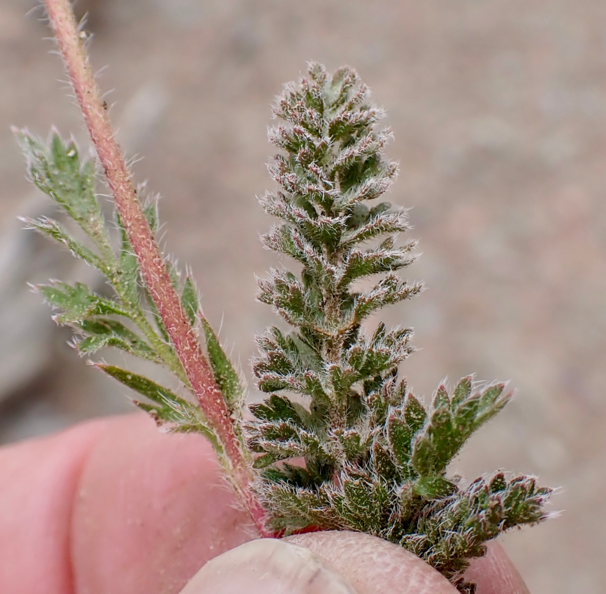 Horkelia hispidula