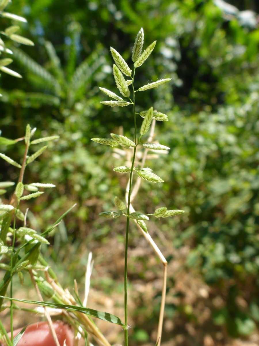 Eragrostis cilianensis